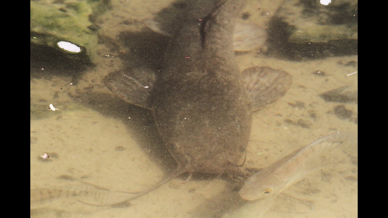 Fake Stream Fish Fish feeding in an artificial stream - YouTube