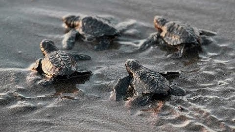 AMAZING FOOTAGE of Baby Turtle Hatch, Run Towards Ocean