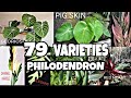 PHILODENDRON  PLANTS VARIETIES NAME IDENTIFICATION