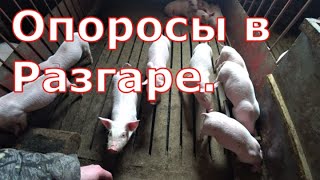 Опоросы в разгаре