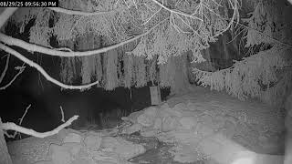 Preview of stream Swan Cam at Rusty Oak Nursery | Medina, OH