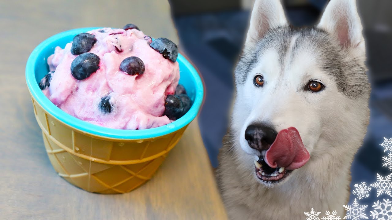 Blueberry Ice Cream For Dogs! 🍦 Dog Ice Cream DIY 🍦