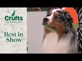 Gorgeous Australian Shepherd Viking Wins Best In Show at Crufts 2024