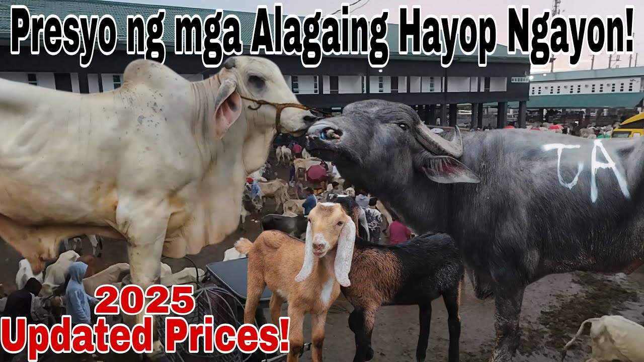 2025 Updated Prices! Presyo ng Baka, Kambing at Kalabaw ngayong taong 2025