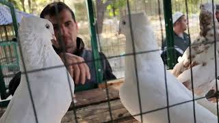 картинка: 7 октября 2025 г.