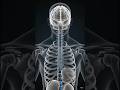 Anatomy of Cerebrospinal fluid 🧠. Animation videos 📸📸📸