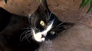 playing with black kitty has a beautiful tiny paws by ANIMAL TUBE 187 views 6 months ago 8 minutes, 29 seconds