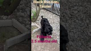 Black Russian Terrier  greeting neighbours Makovey Noch an Kupalu and Filiberta