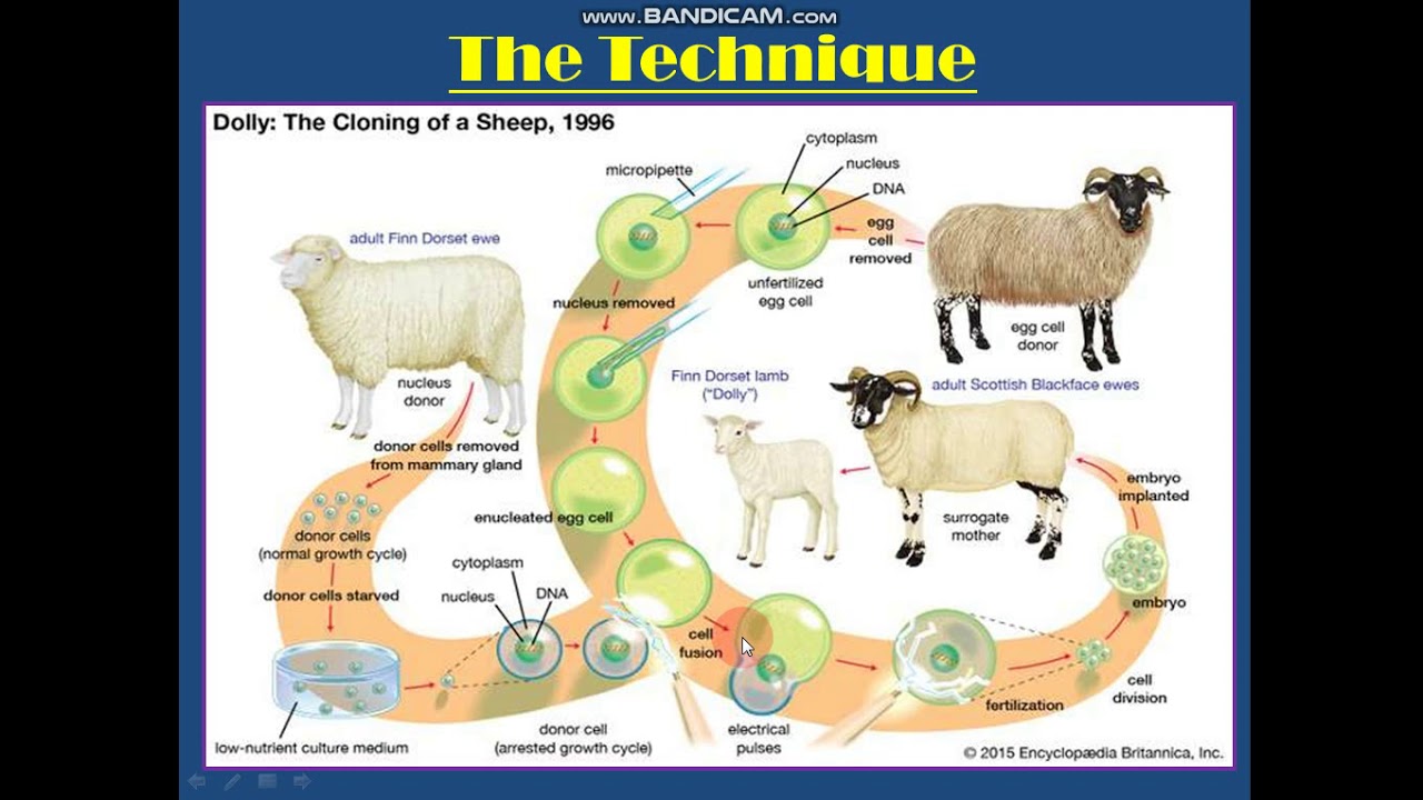 Innovations in Animals Part 2 - YouTube
