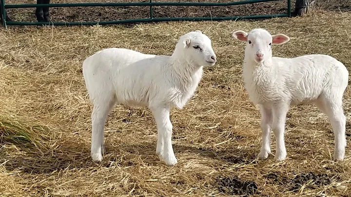 Homesteading life ~ SHEEP Questions and Answers!