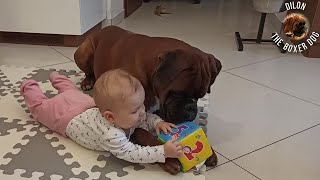 Boxer dog playing with his 7 month old human sister by Dilon the boxer dog 45,849 views 3 years ago 2 minutes, 6 seconds