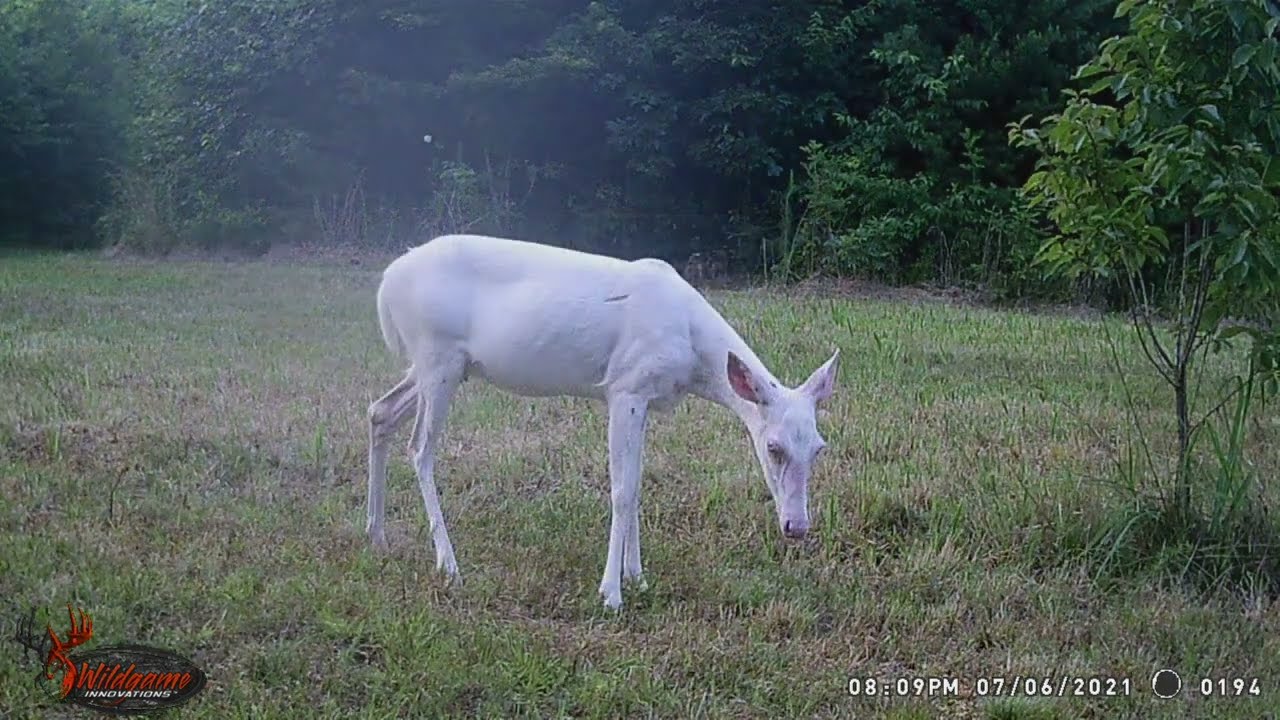 BEST Trail Cam Photos & Videos of 2021