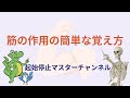 筋の作用の簡単な覚え方｜起始停止マスターチャンネル