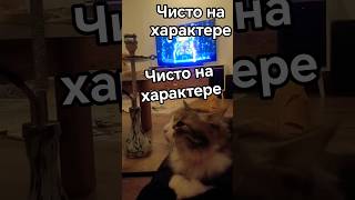 Чисто на характере #кот #котик #телевизор #tv #cat #кальян #вечер #дом #уют #телек #свет #философия