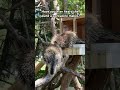 Porcupine barks! #zoo #porcupine #porcupines #animalsounds #shorts #foryou #nationalzoologicalpark