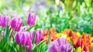 Institute for Integrative Nutrition Live Stream