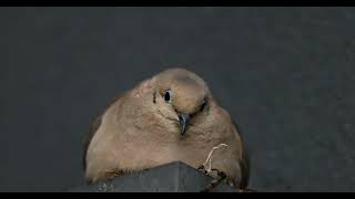 8 minutes of mama mourning dove nesting