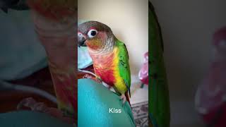 Mango, the talking conure parrot - conure sound