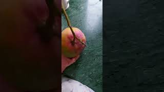 Most Expensive Type Of Mango In Bangladesh Miyazaki Mango