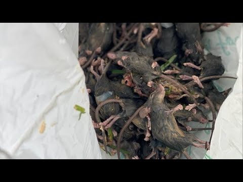 Vídeo: Infestação De ácaros Em Ratos