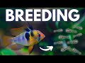 How to Breed Ram Cichlids (German Blue, Black, Gold)
