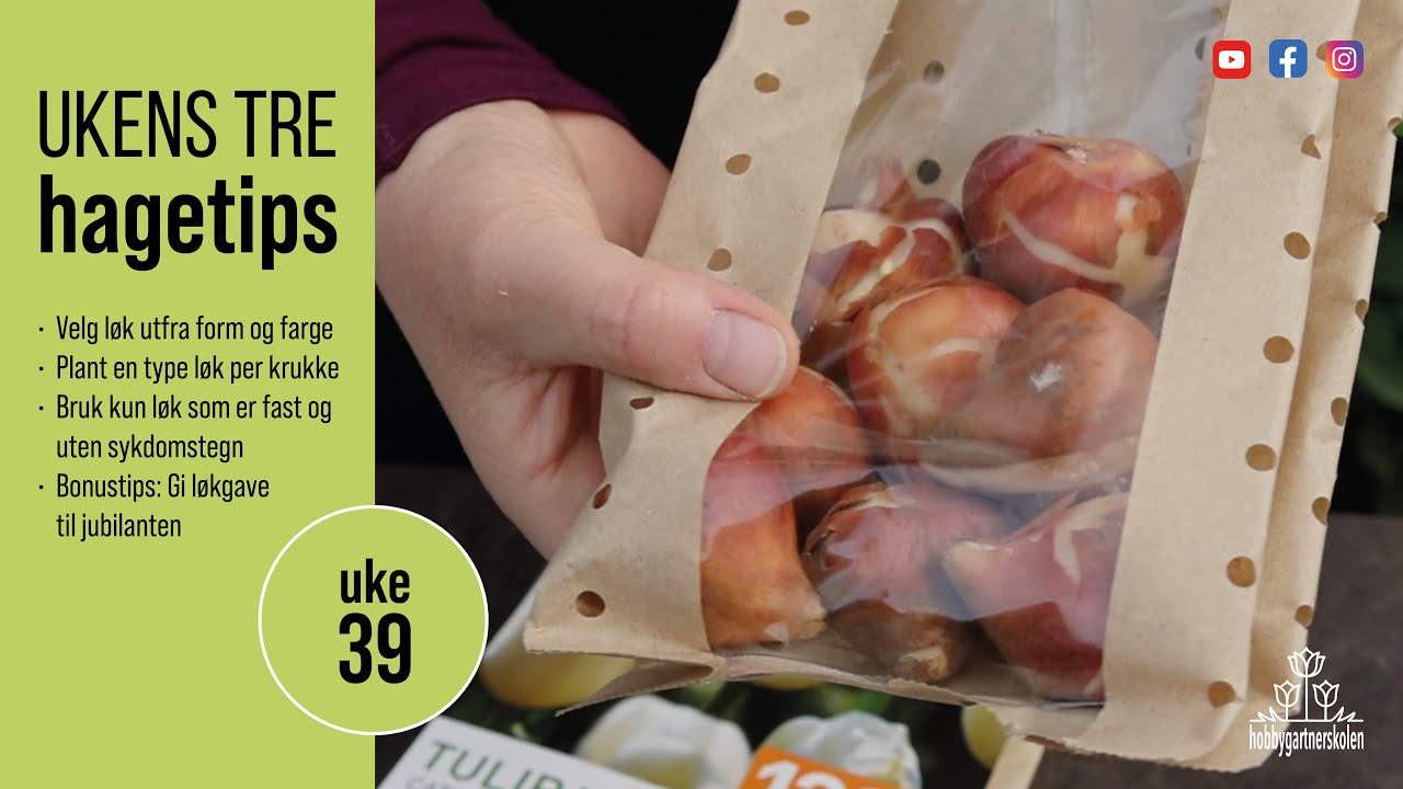 Hvordan skape vakker løkblomstring i krukker YouTube