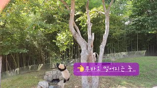 [4K 2160p]뚠뚠이 아기판다 푸바오 나무위에서 놀다 떨어지는 모습 포착! 앞으로는 더 두꺼운 나무에서 놀자♡/이젠 푸바오가 떨어져도 아이바오는 큰 신경 안 쓰네요~