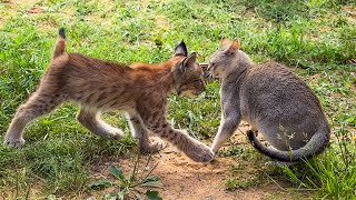 A SMALL LYNX MEETS SINGAPURA CATS / Sand hybrid cats did not recognize each other