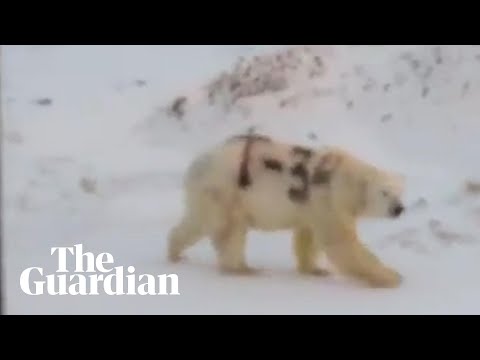 Polar bear daubed with graffiti sighted in Russia
