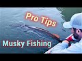 Musky fishing pro tips