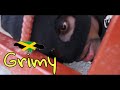 GRIMY (FULL JAMAICAN MOVIE)