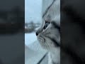 Babykatze beobachtet den Schnee am Fenster