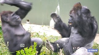 Silverback Gorilla Feeling Such Overwhelming Joy With Son | The Shabani Group