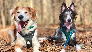 2021 | Potter & Lazuli | Coonhound & Windhound by Fable Gay 345 views 2 years ago 3 minutes, 16 seconds