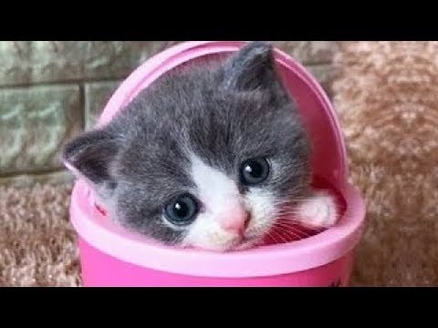 猫かわいい すごくかわいい子猫 最も面白い猫の映画 310 Youtube