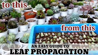 How to Propagate Succulent leaves fast and easy || 多肉植物 • Suculentas • 다육식물