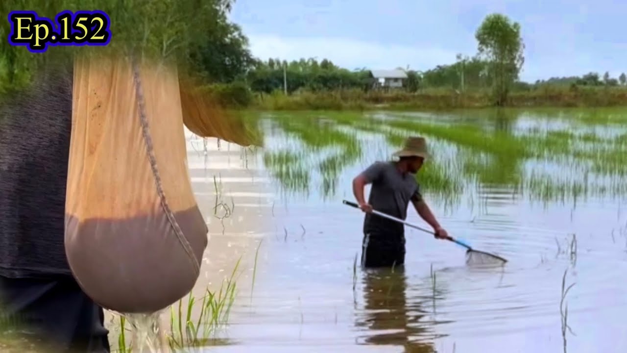Ep.152 หาช้อนไรแดงตามทุ่งนา ได้เป็นกิโลแถมแดงดีด้วย