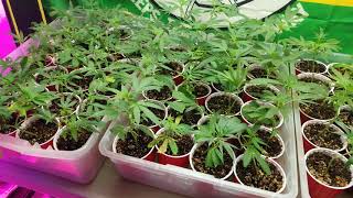 Indoor cannabis garden episode 8