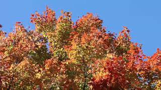 2025 Toronto High Park Fall Colors integrated with our own music -3