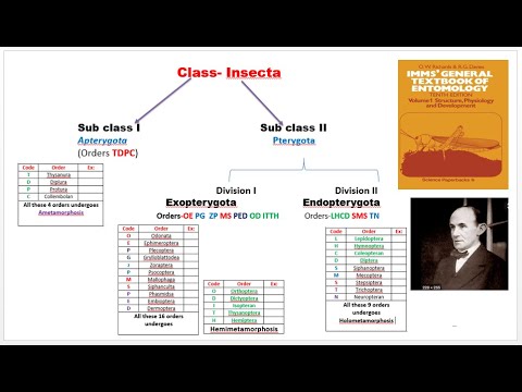 4. Classification of insects