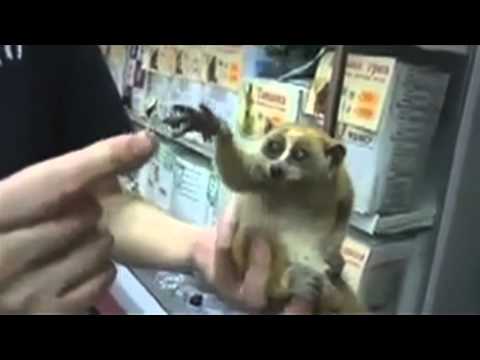 slow loris with a tiny umbrella