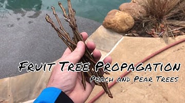 Fruit Tree Propagating - Mini Greenhouse Method