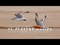 El pequeño gran viajero del Norte al Sur del PLANETA | EL PLAYERO ROJIZO | Mini Documental