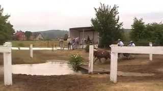 Maggi Und Champ Lienen Wasserhindernis