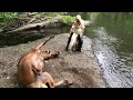 1 hour Bird sounds Meditation Horses in the Water relaxing nature sounds Equine Therapy Horses