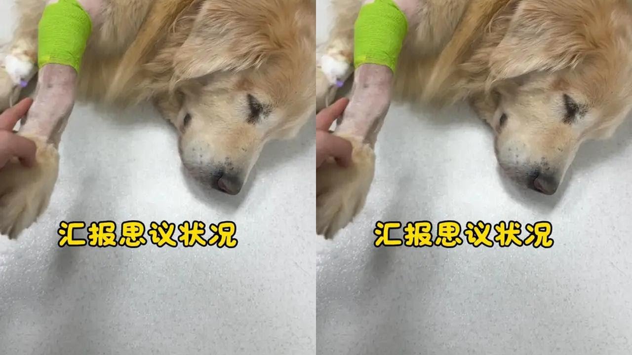 思议看到小猫开心的时候 我黑暗的心情也一起有了光#万物可爱计划 #养一只小狗的真实感受 #狗狗和猫咪