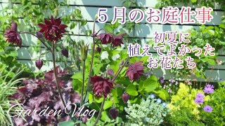 【ガーデニング】月のお庭作り初夏に植えてよかったお花オダマキ・ニーレンベルギアなど