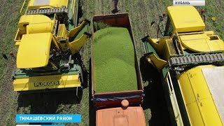 На Кубани уже убирают овощной горошек На Кубани уже убирают овощной горошек