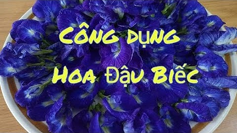 pea flowers . CÔNG DỤNG CỦA HOA ĐẬU BIẾC THẬT TUYỆT BÀ CON Ạ .