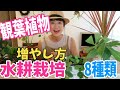 【観葉植物】増やし方〜水耕栽培〜超簡単ですぐ発根【How to propagate Indoor Plants from cuttings in water】